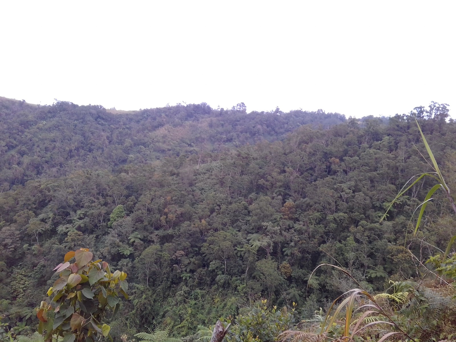 Benguet Mountain Coffee Farms